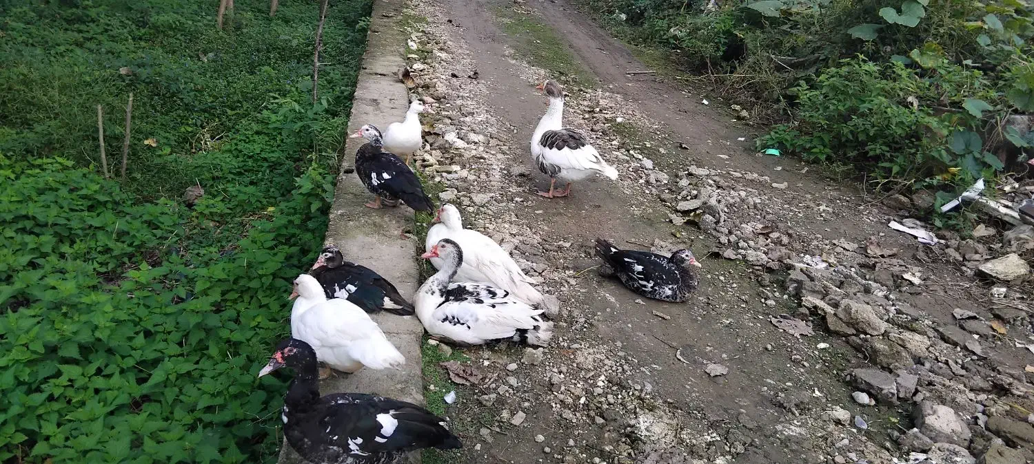 غاز .مرغ خروس اردک اسراییلی. دوچرخه بچه گانه|حیوانات مزرعه|لاهیجان, لیل|دیوار