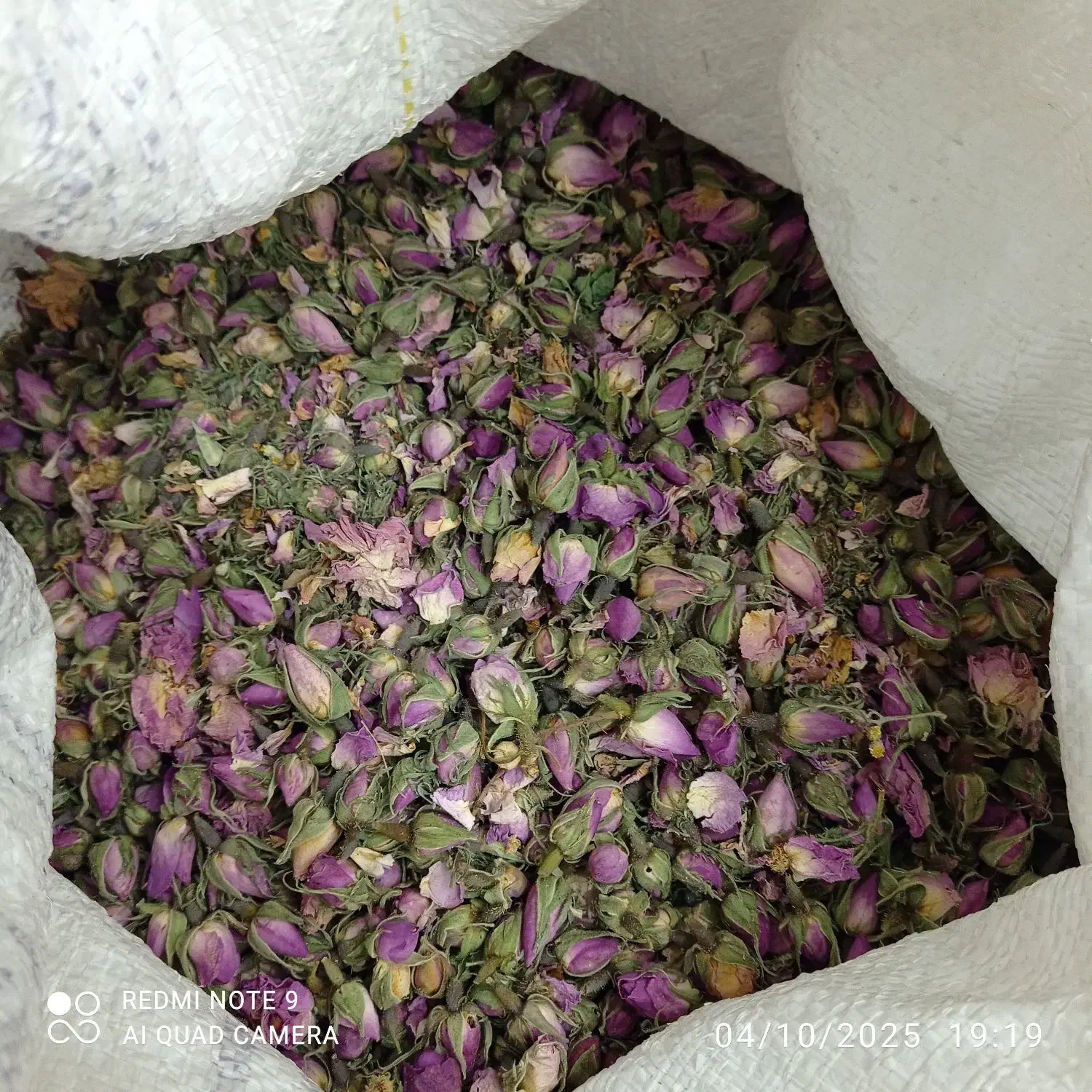 فروش غنچه گل محمدی تمیز امسال|گل و گیاه طبیعی|شیراز, فرهنگ شهر|دیوار