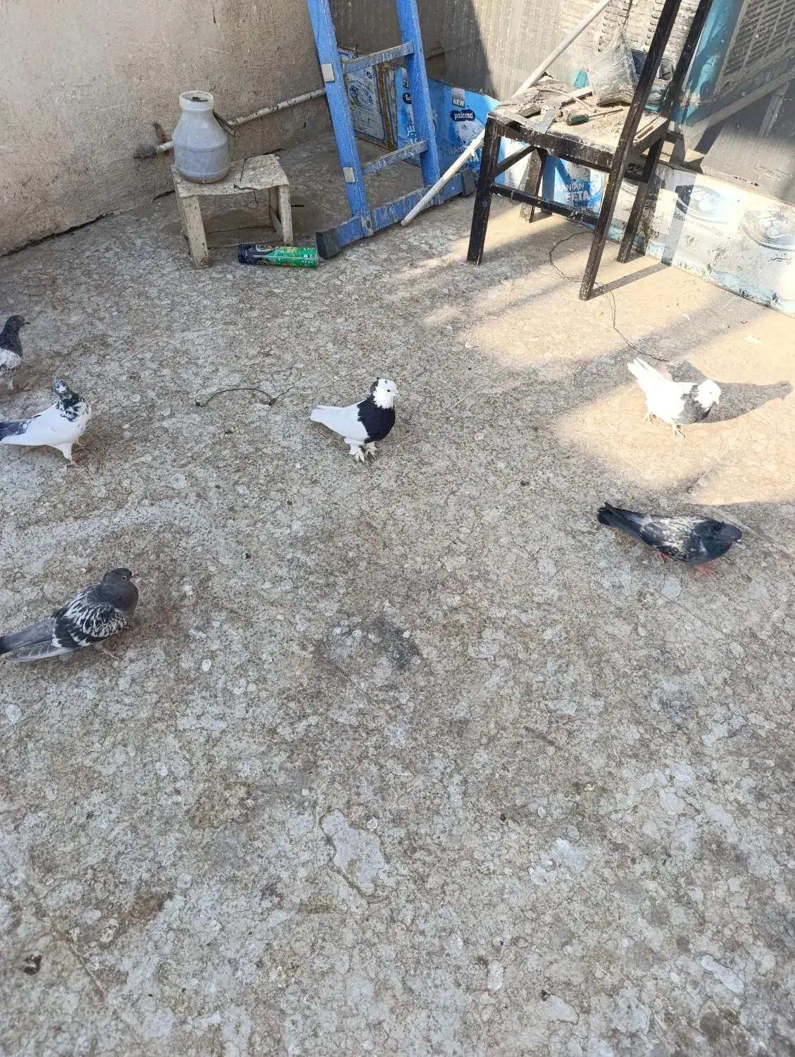 کفترطوقی 6عدد3نر3ماده|پرنده|برخوار, |دیوار