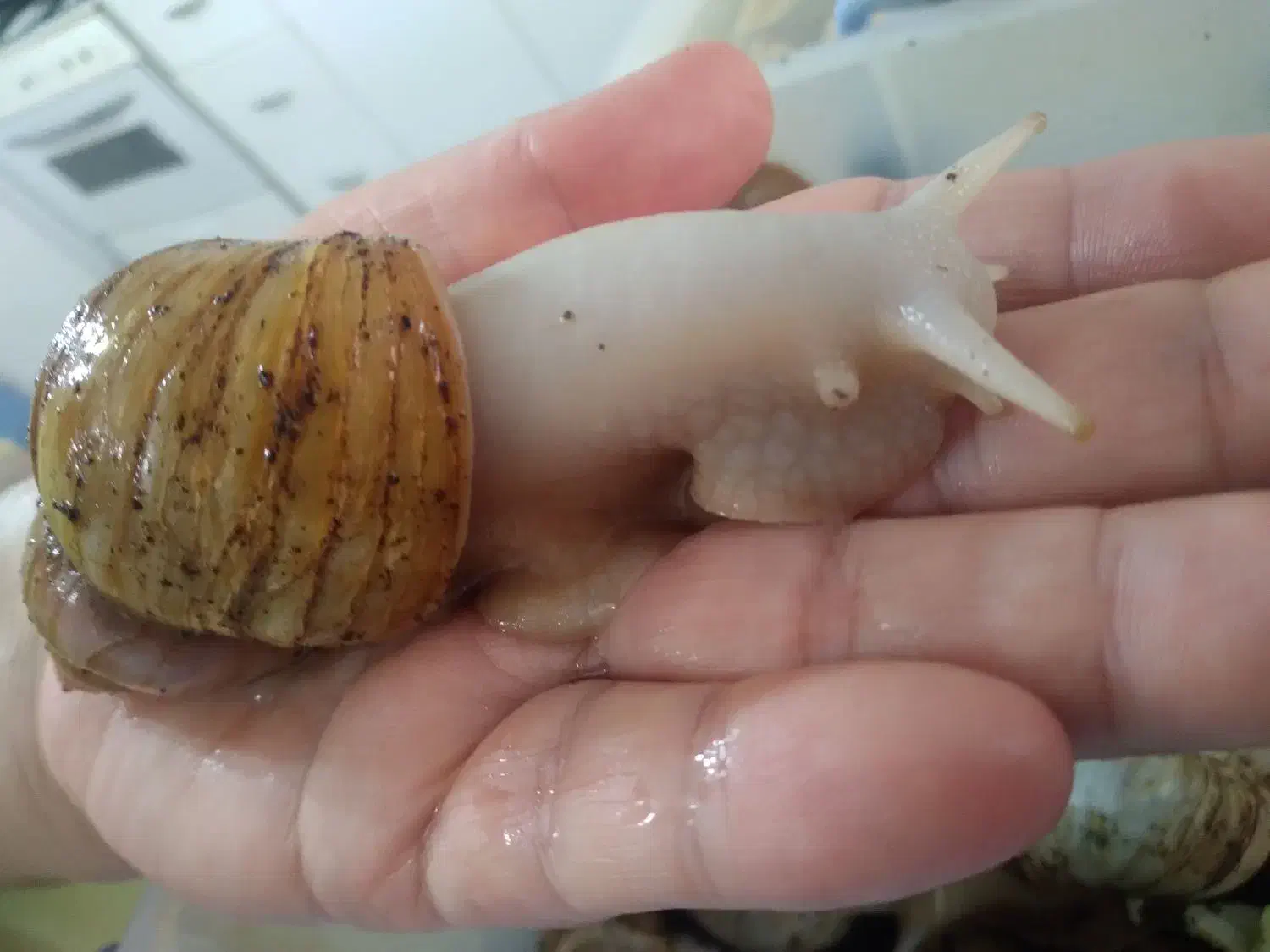 حلزون|خزنده|خمینی‌شهر, |دیوار