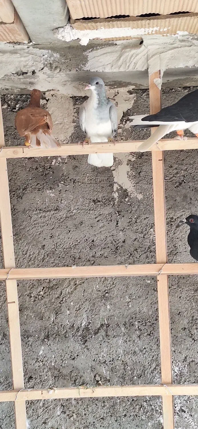 ۱۲تا کفتر پرنده بشرط همه یبوم|پرنده|الوند, |دیوار