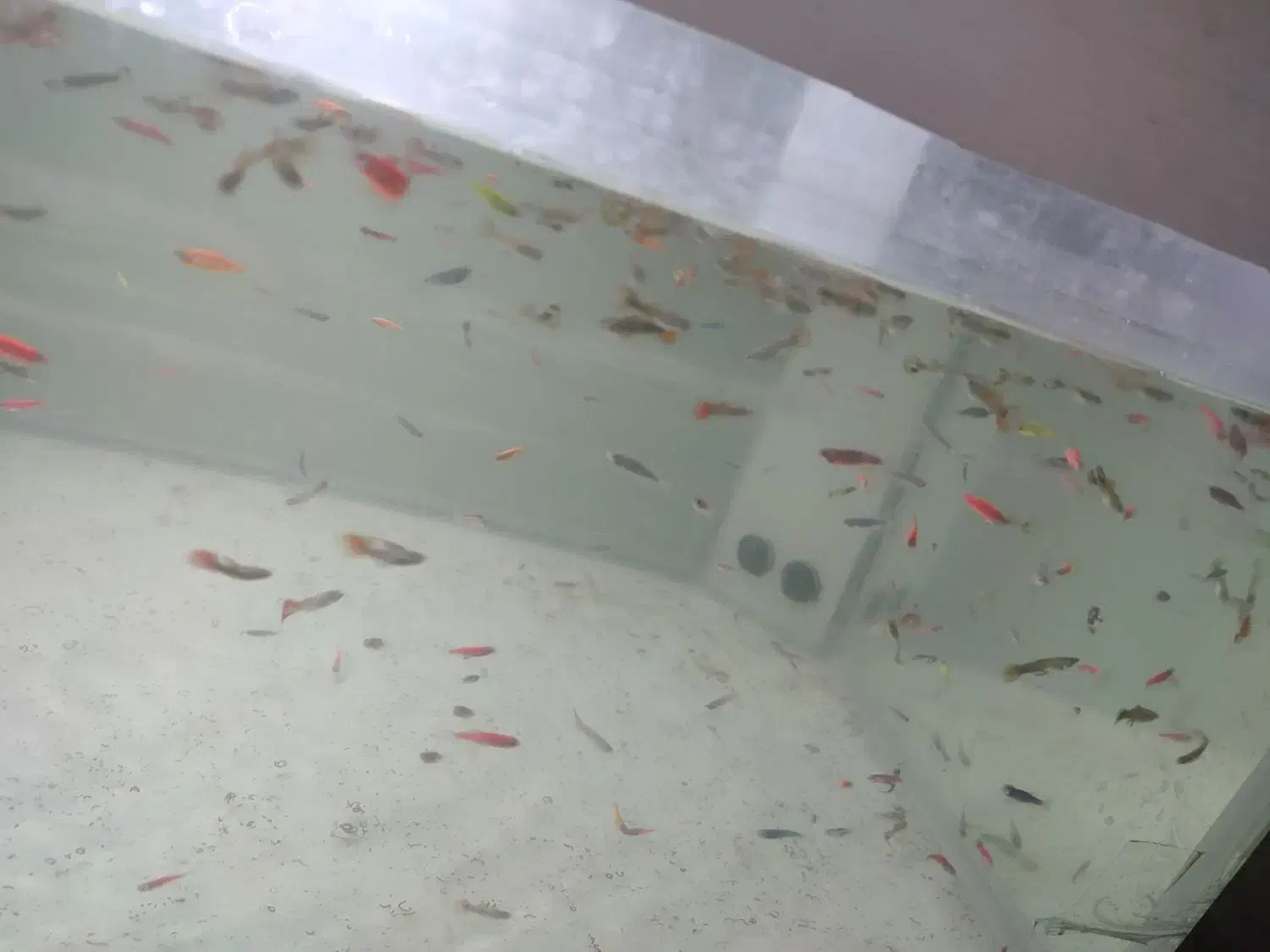 گوپی . زبرا باله بلند و کوی چرم|ماهی|زاهدان, |دیوار