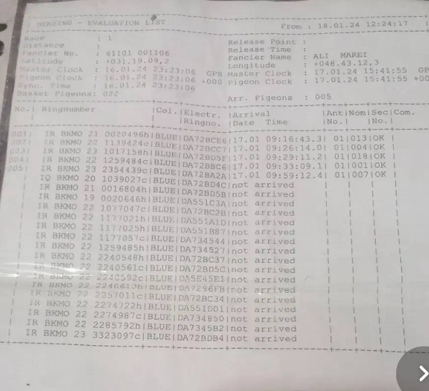 کبوتر پلاکی مسافتی بازرگان نشسته|پرنده|گناباد, |دیوار