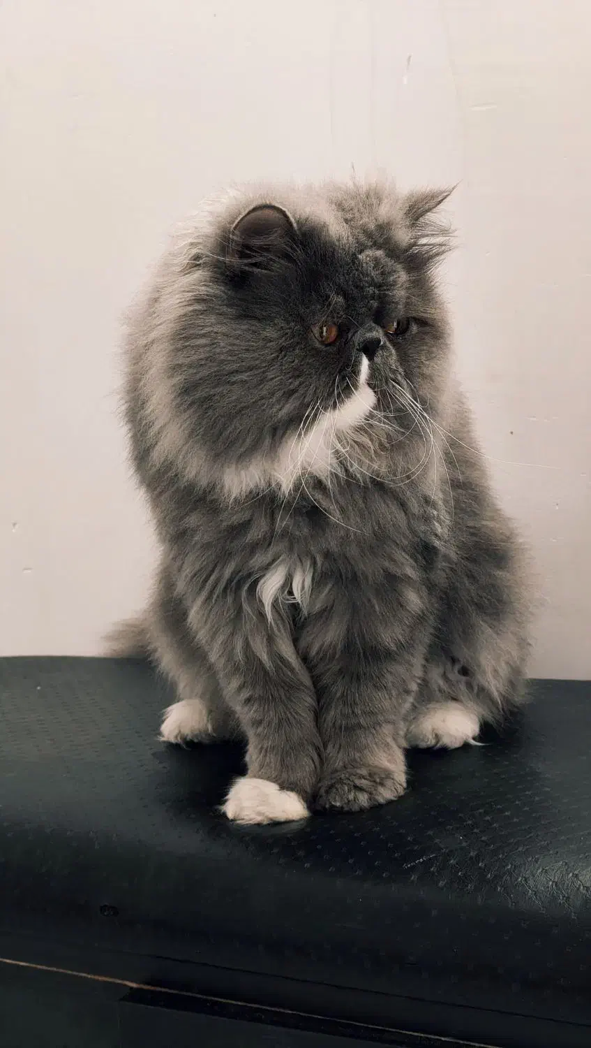 گربه پرشین اصیل ایرانی توسی|گربه|اهواز, پادادشهر|دیوار