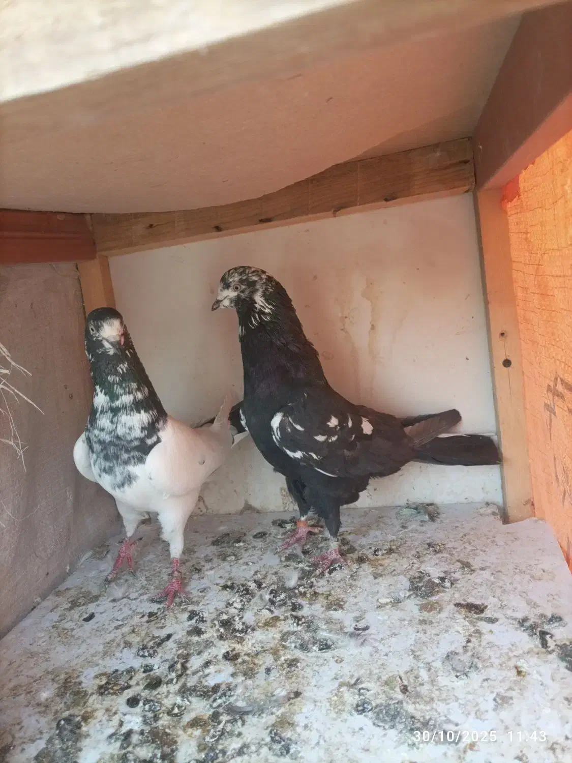 کبوتر|پرنده|خاوران, |دیوار