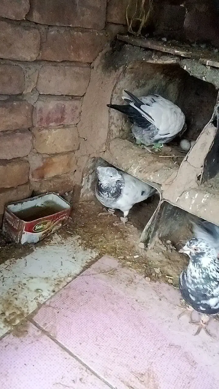 کفتر|پرنده|بیرجند, |دیوار