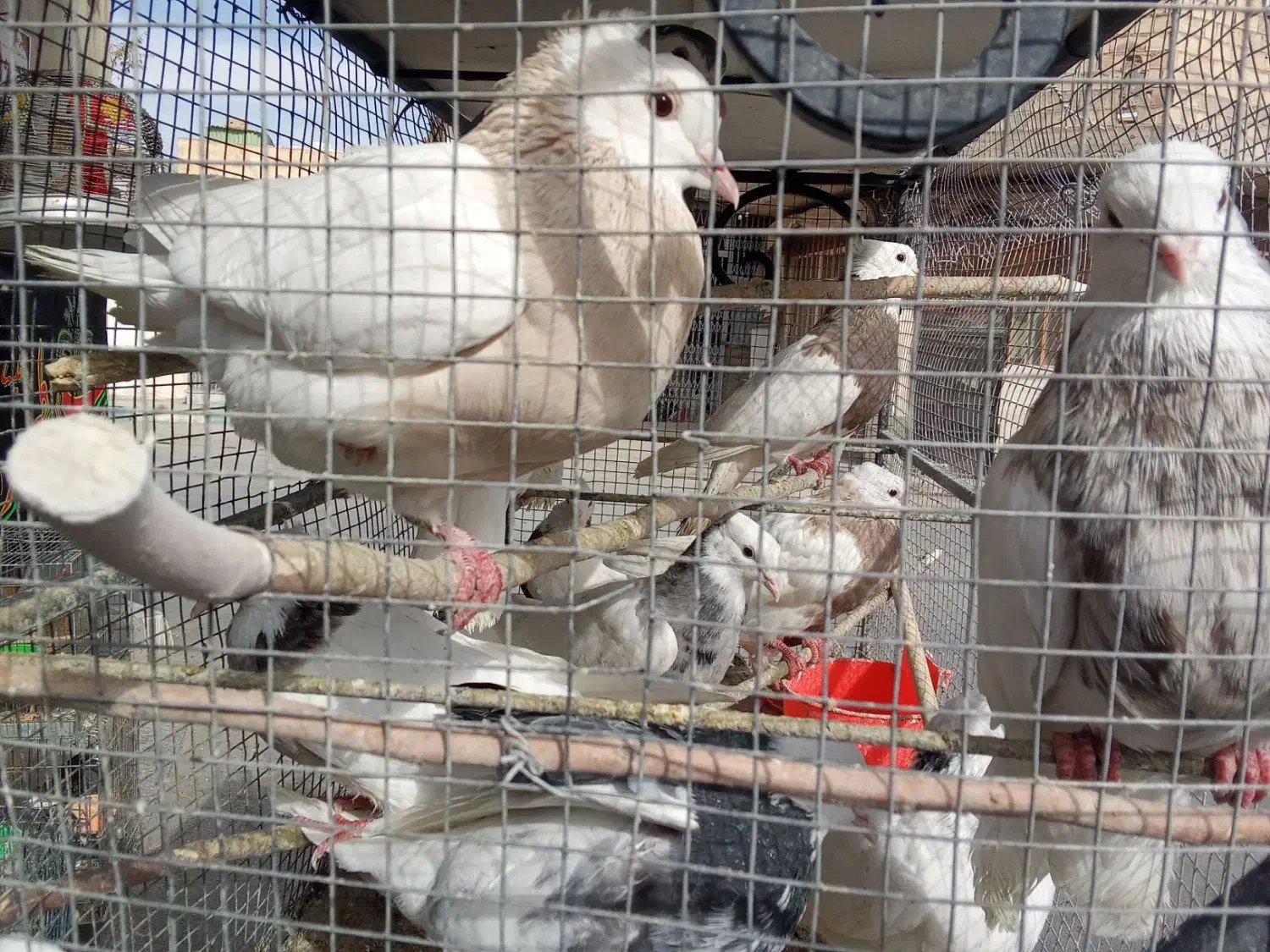 طوقی کله سیاه دورگ  فلاورجان  معاوضه با گرینچیگ|پرنده|ابریشم, |دیوار