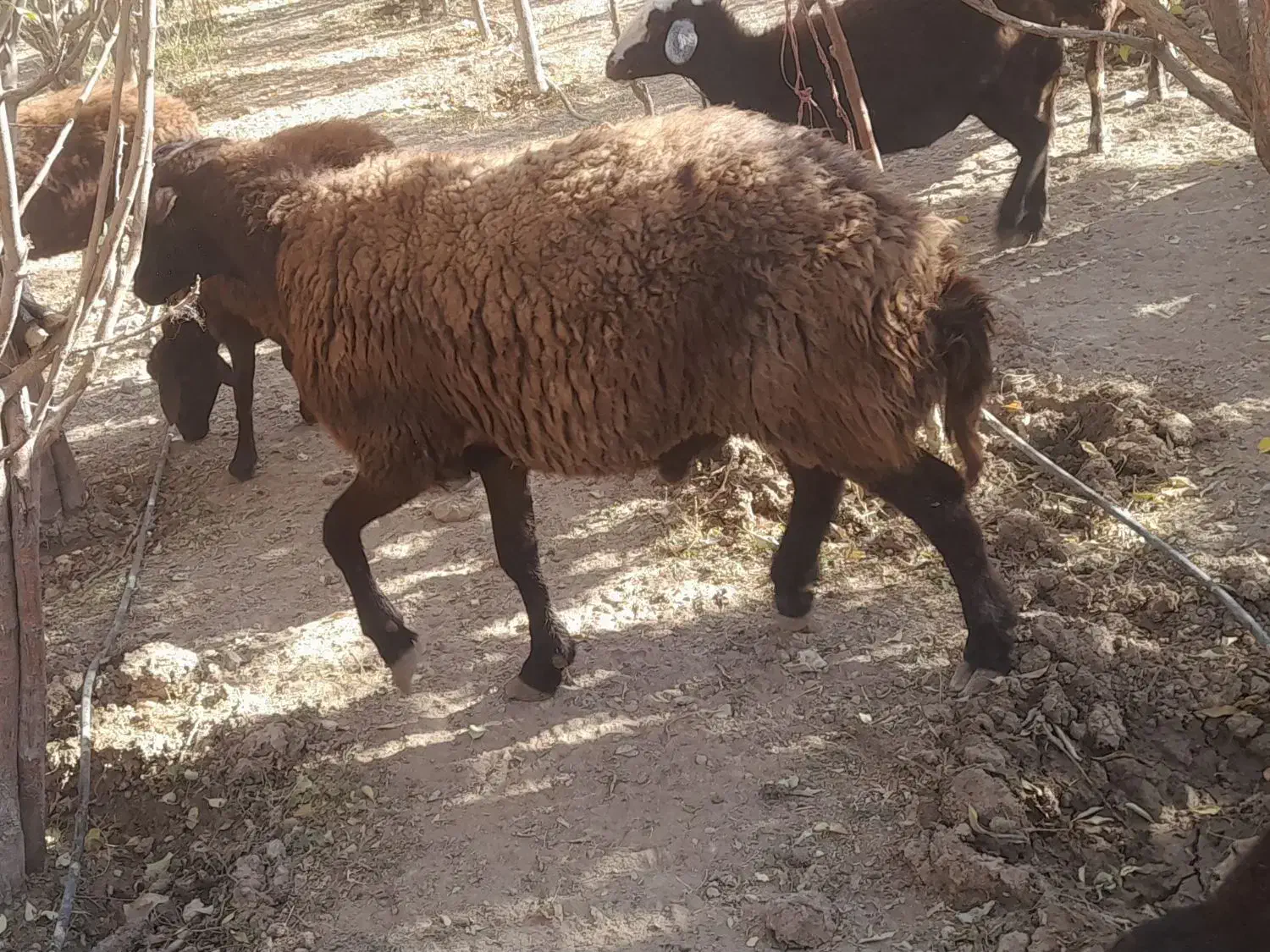 ۵عدد قوچ دودندان روزگاری درج یک|حیوانات مزرعه|فریدونشهر, |دیوار