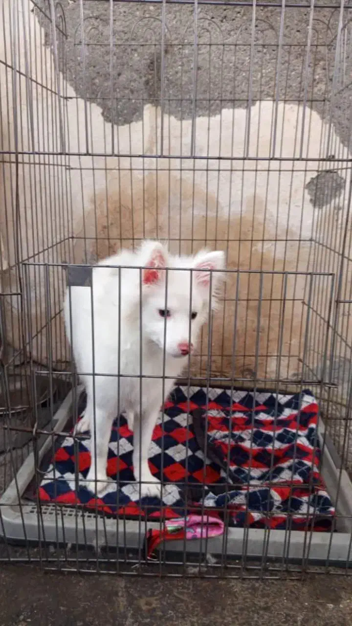 سگ اشپیز  پامر.|سگ|بندرعباس, |دیوار