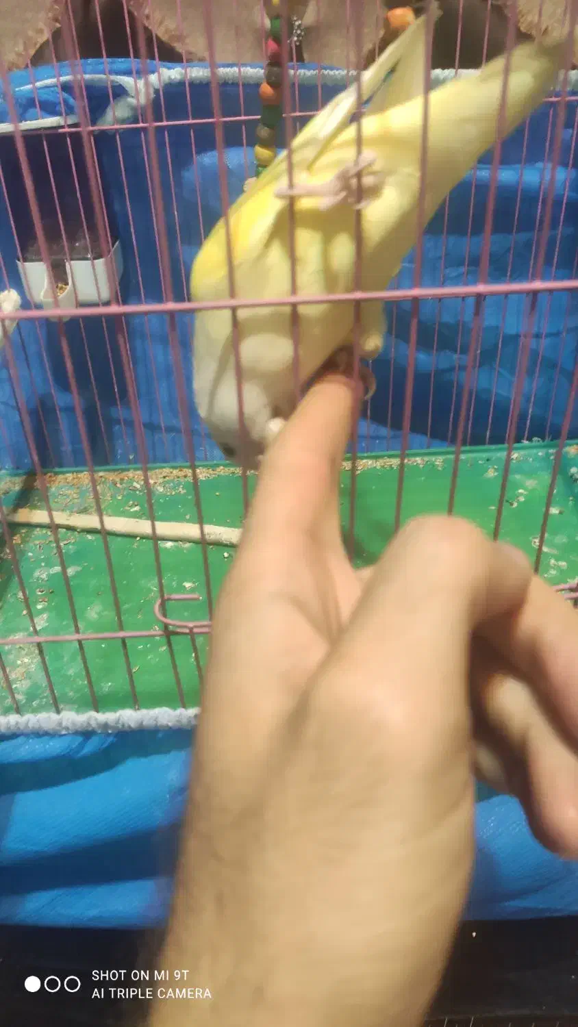 کوتوله برزیلی دستی|پرنده|مبارکه, |دیوار