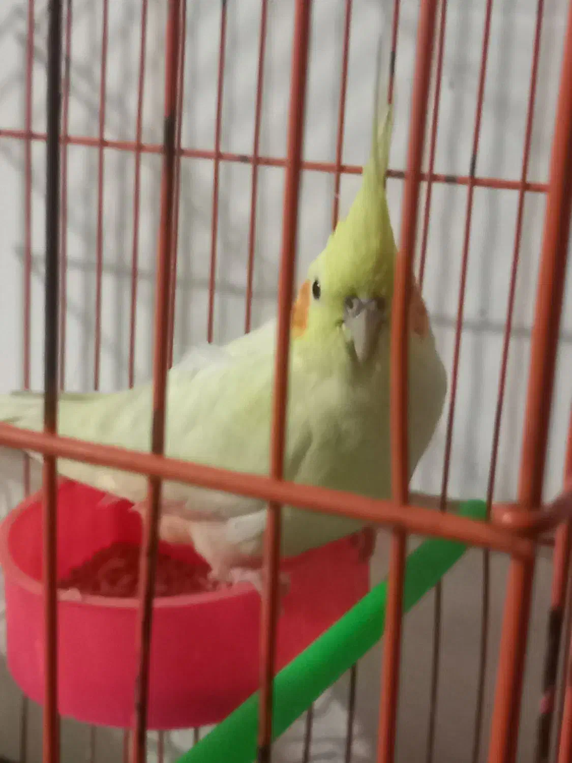 عروس هلندی لوتینو|پرنده|مشهد, منزل آباد|دیوار