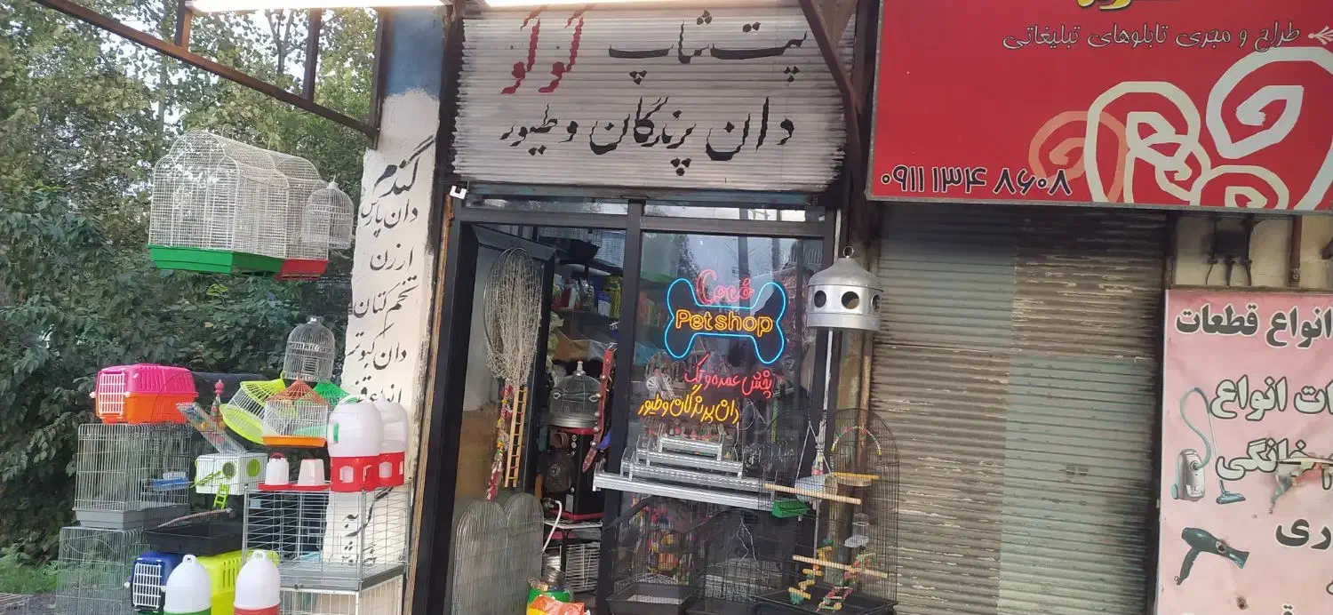 پرنده  سگ، گربه، خرگوش|پرنده|لاهیجان, کوی زمانی|دیوار