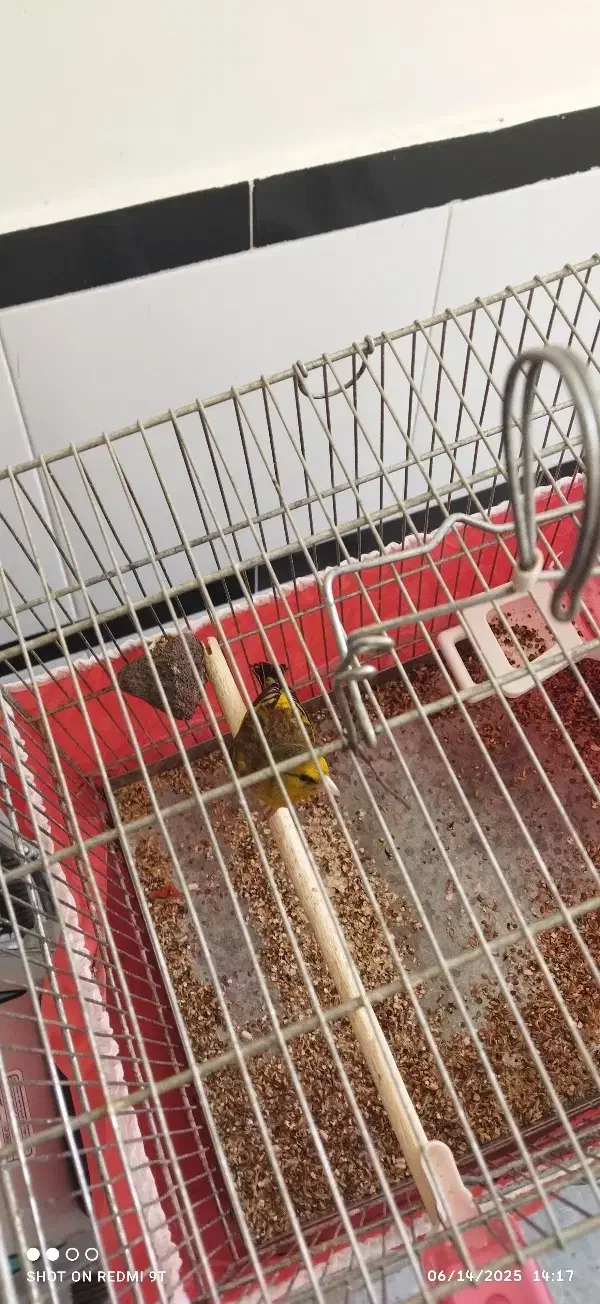 سهره قناری|پرنده|بیجار, |دیوار