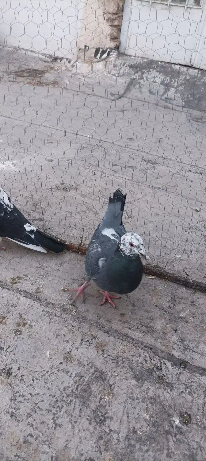 کفتر شهرستانی ۲۰۰تومان|پرنده|بومهن, |دیوار