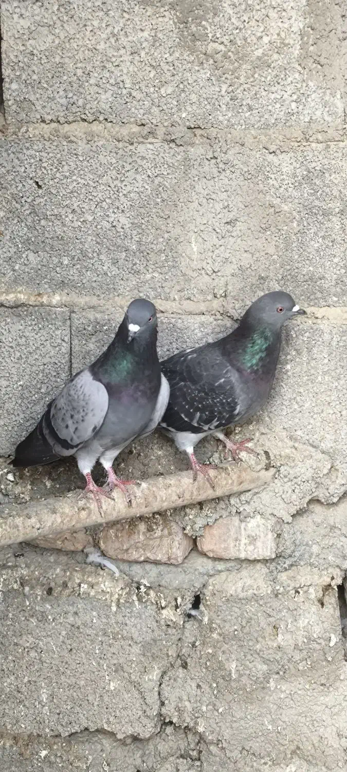 کفتر پرشی|پرنده|گمیشان, |دیوار