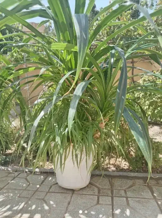 یک گلدان گل اشک ملکه|گل و گیاه طبیعی|تیران, |دیوار