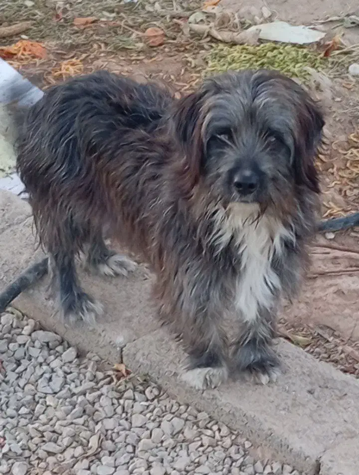 سگ پاکوتاه|سگ|مشهد, طبرسی شمالی|دیوار