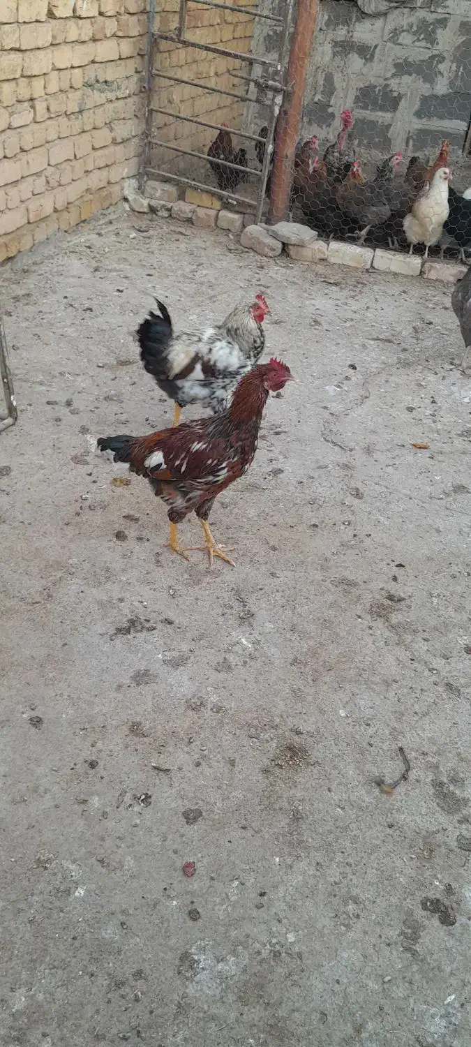 خروس بومی و مرغ لاری|حیوانات مزرعه|بادرود, |دیوار