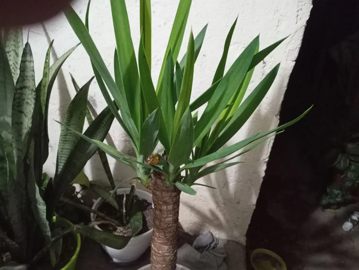 گل یوکا و گل سانسوریا|گل و گیاه طبیعی|بابلسر, |دیوار