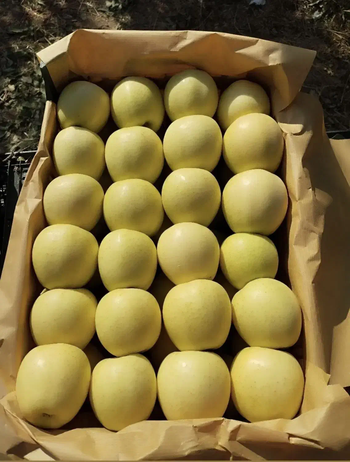 سیب فروشی|خوردنی و آشامیدنی|کلاترزان, |دیوار