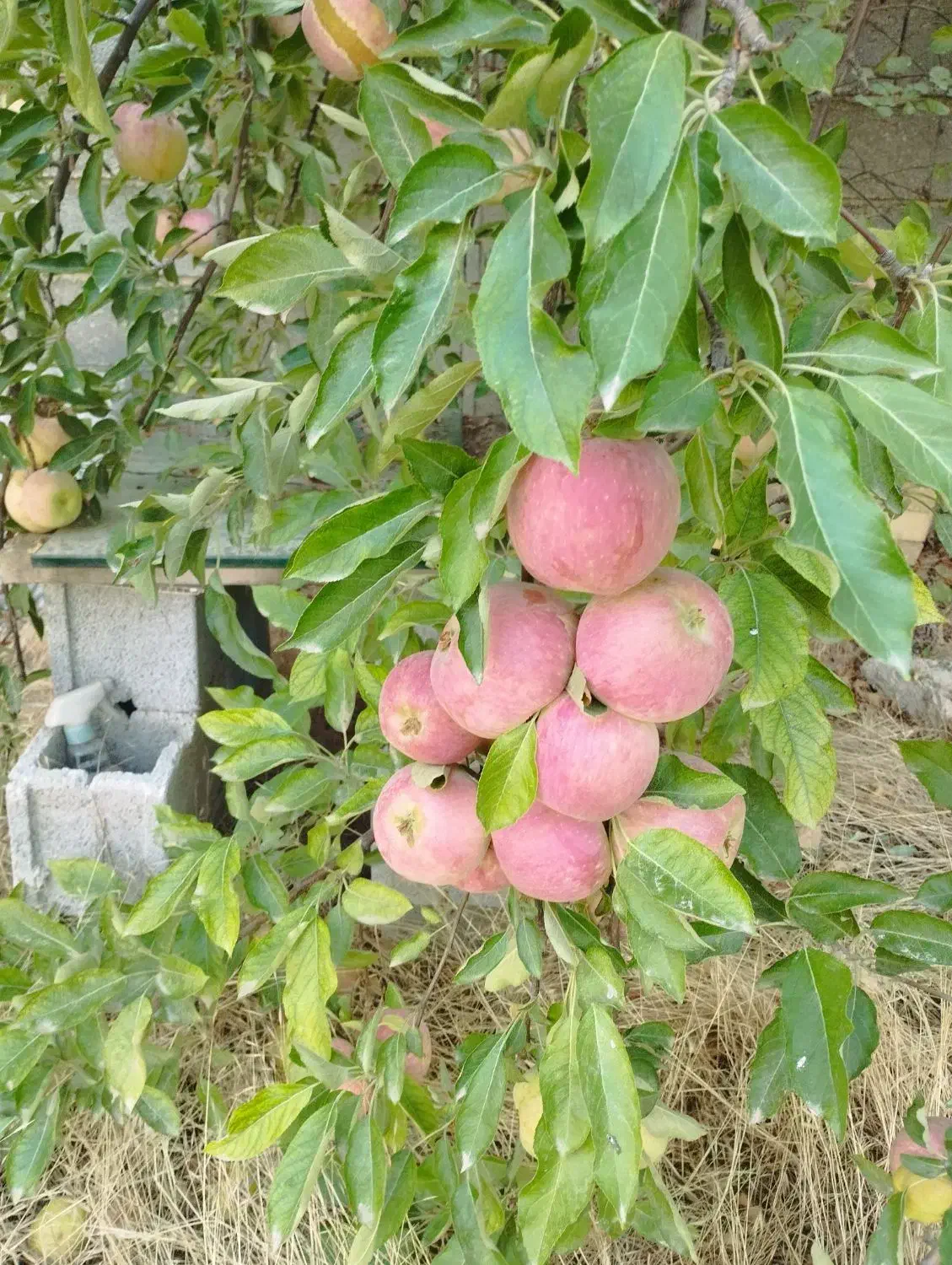 سیب درختی سرخ|خوردنی و آشامیدنی|شیراز, جانبازان|دیوار