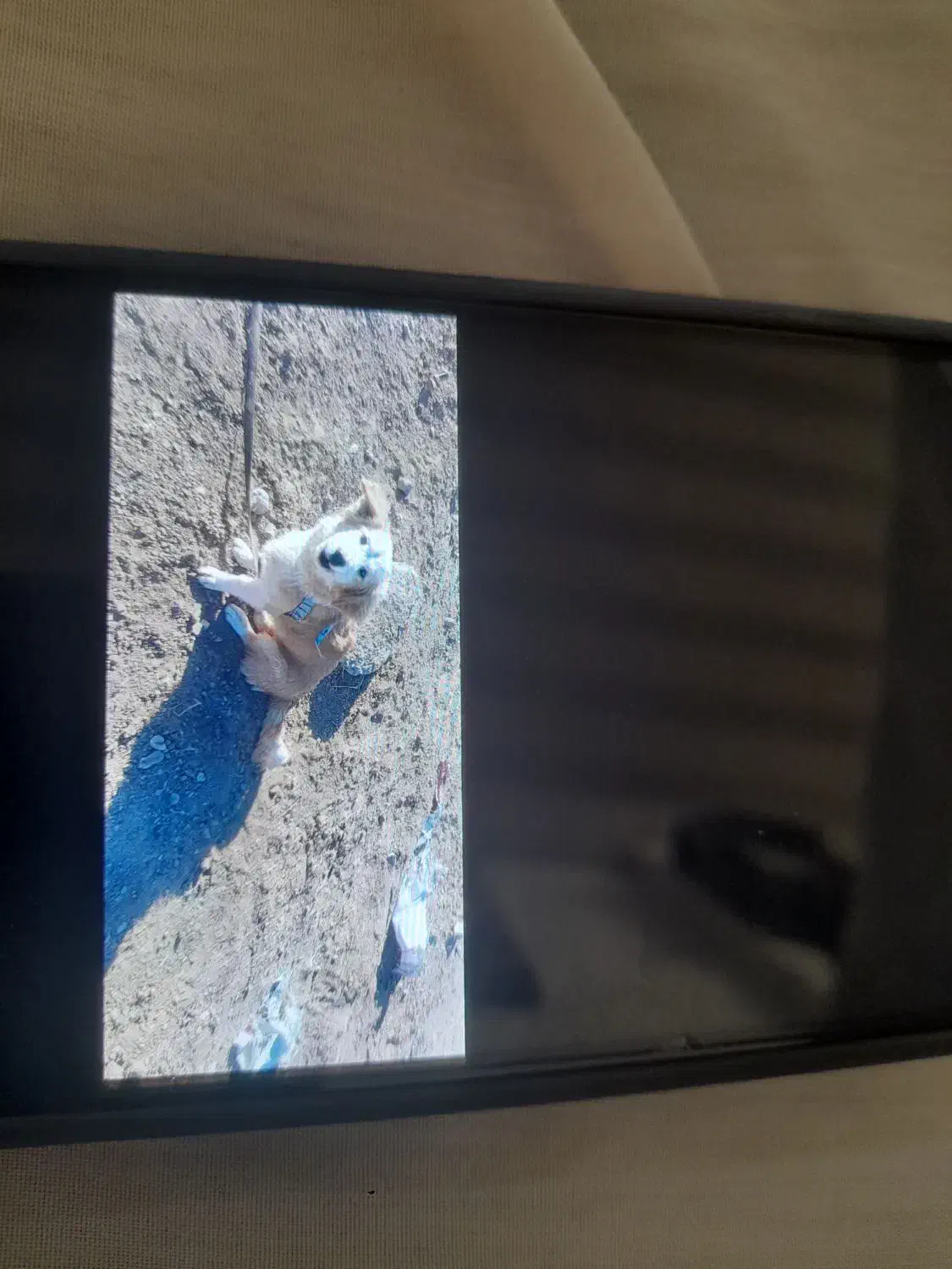 حیوانات|سگ|تربت جام, یحیی آباد|دیوار