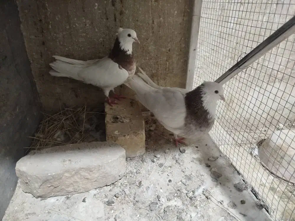 یک جفت کبوتر طوقی سرخ|پرنده|مبارکه, |دیوار