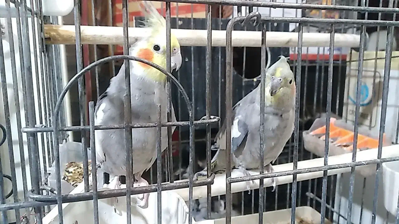 عروس هلندی با جوجه|پرنده|شهرکرد, |دیوار