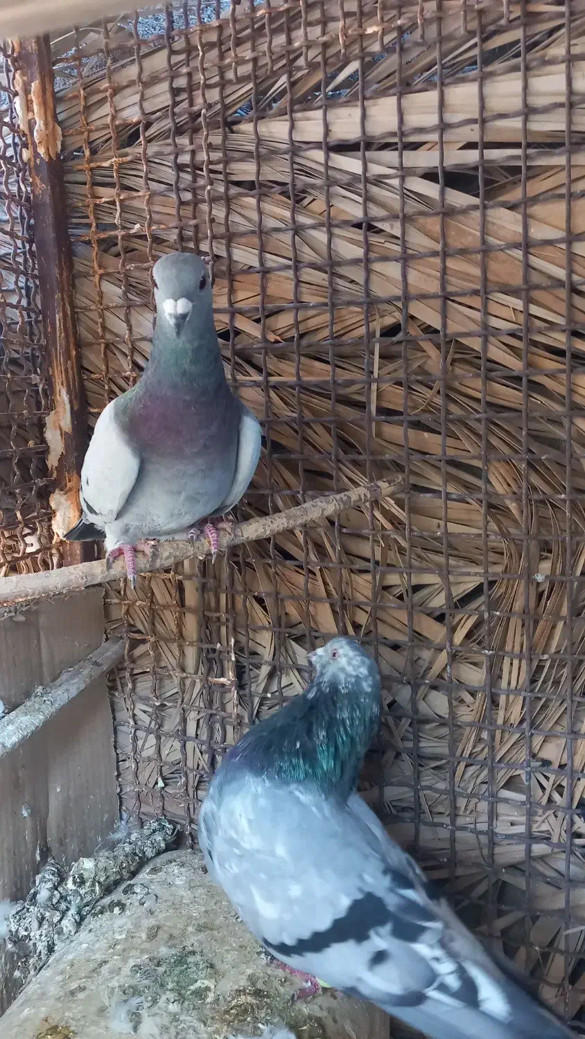 سبز کلاغ نر|پرنده|نرماشیر, |دیوار