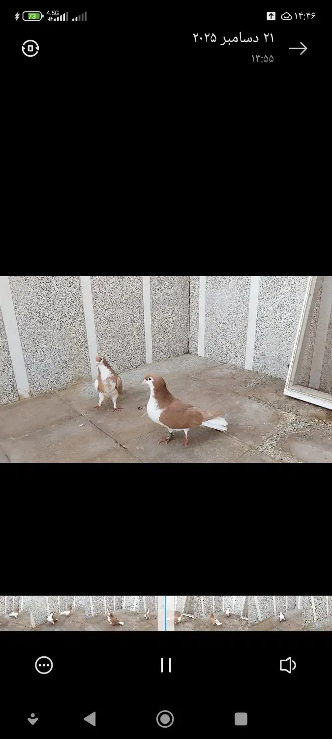 کفتر|پرنده|خواف, |دیوار