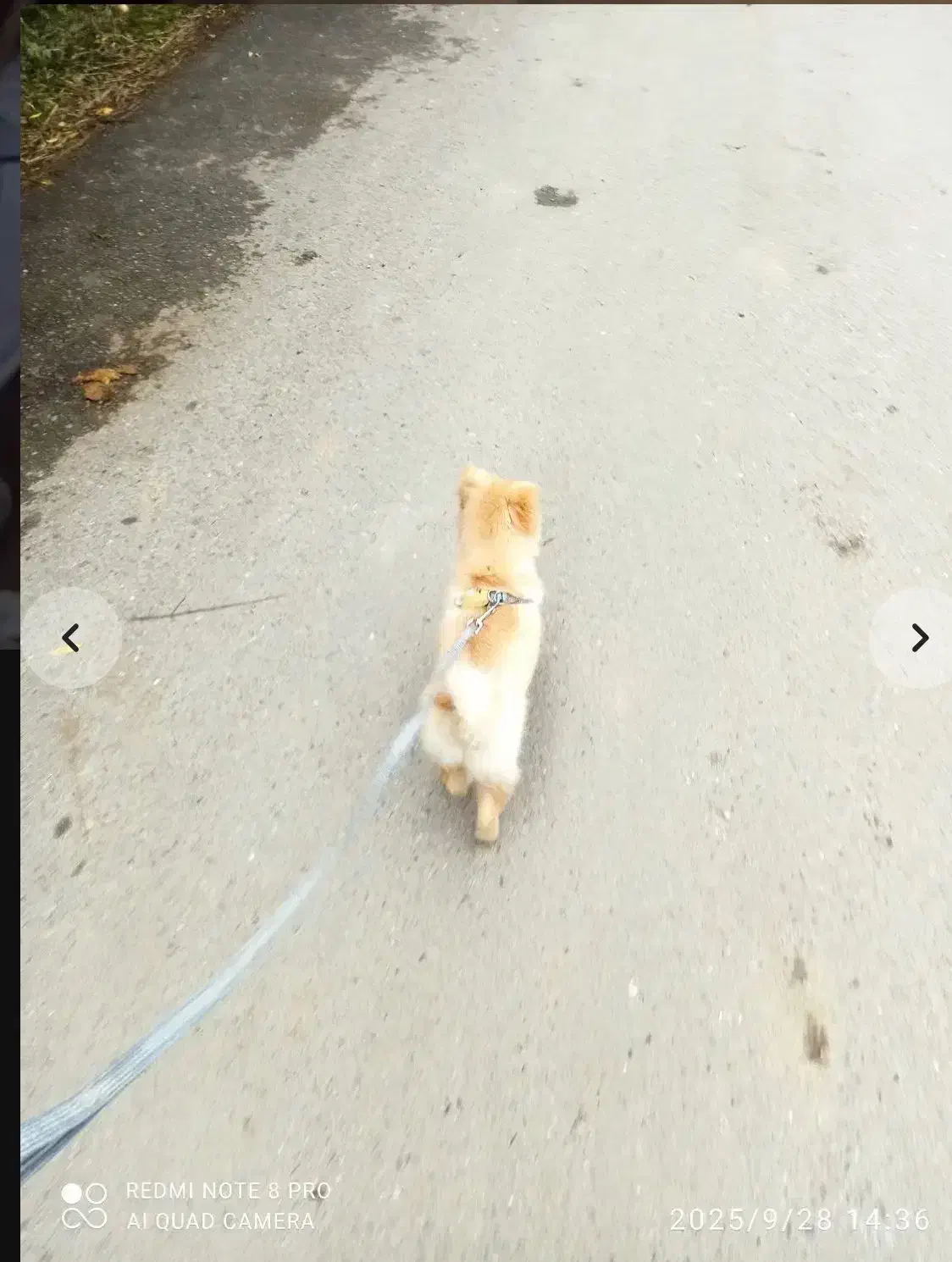 پامر روباهیی ۴ماهه|سگ|رودسر, |دیوار