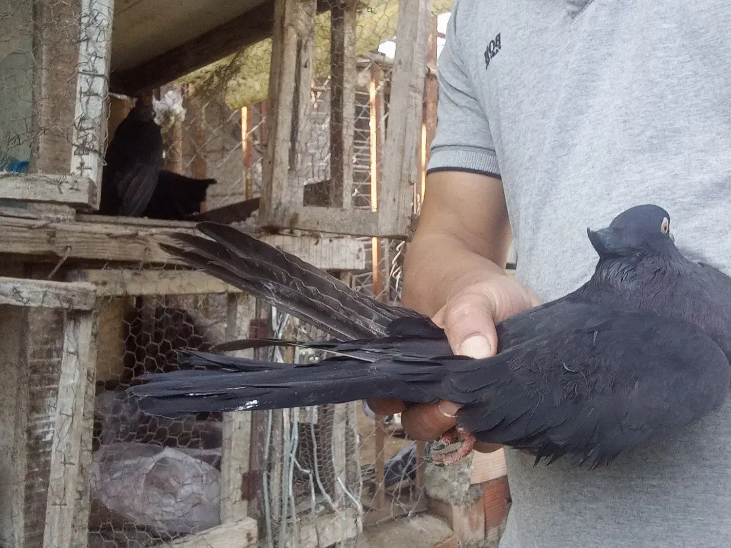 فروش کبوتر تزئینی|پرنده|قائم‌شهر, |دیوار