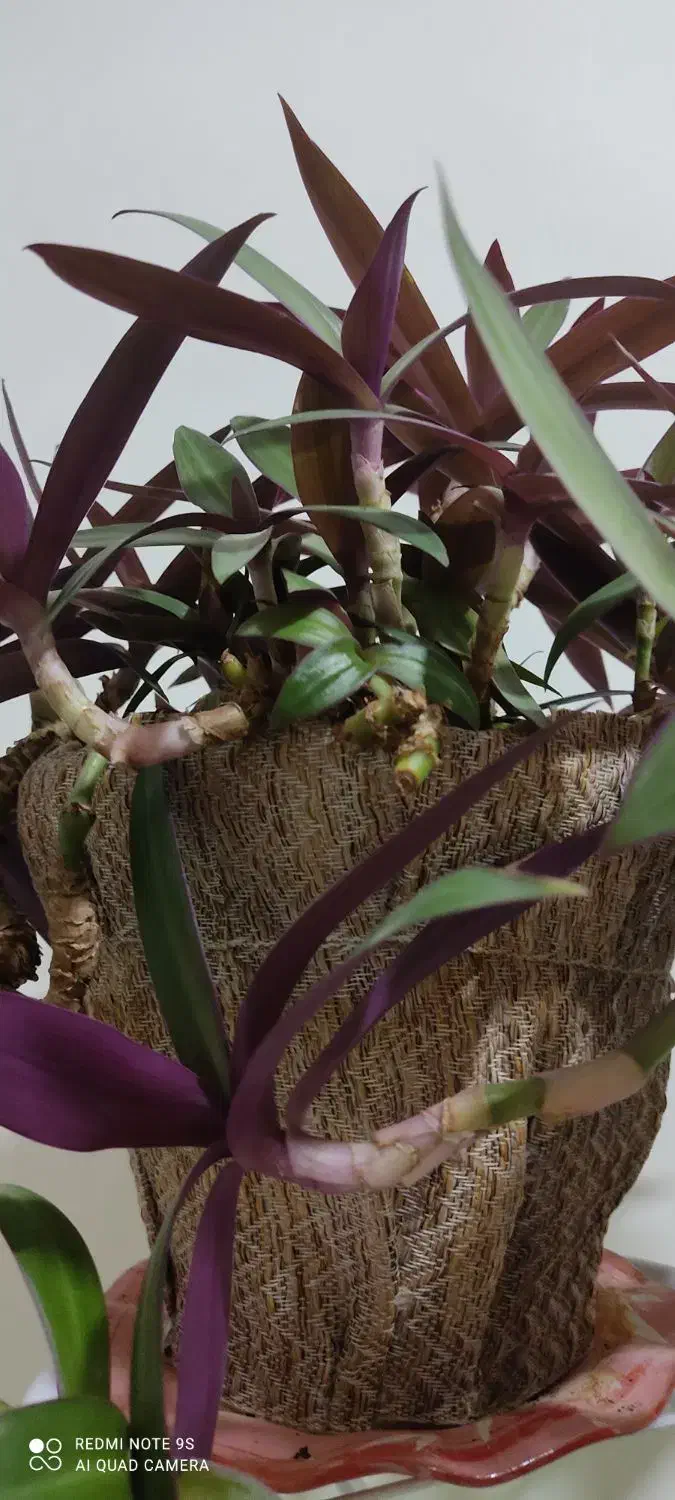 گل بنفشه آمریکایی (قاشقی بنفش)|گل و گیاه طبیعی|ماهان, |دیوار