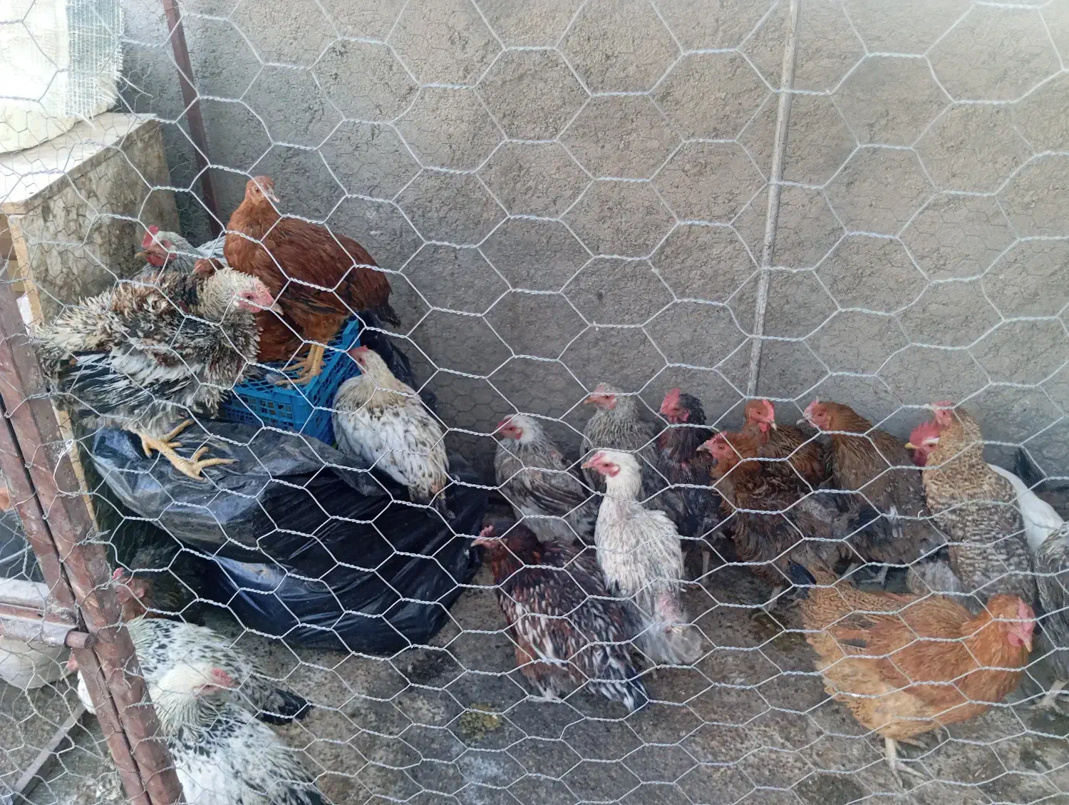 مرغ تخمی|حیوانات مزرعه|سبزوار, باهنر|دیوار