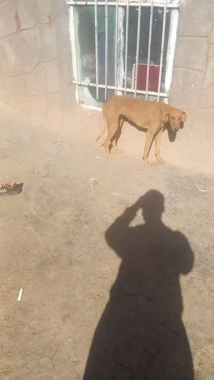 تازی جوان شکاری|سگ|تربت جام, جلگه موسی آباد|دیوار