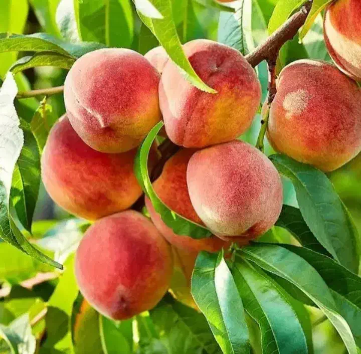 نهالستان آروین|خدمات باغبانی و درختکاری|یزد, |دیوار