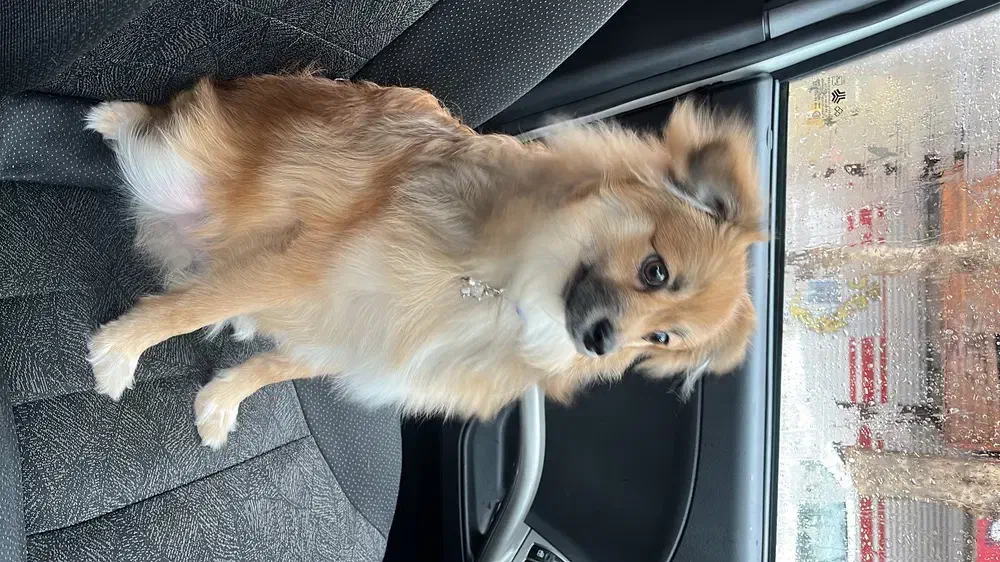 پامر اشپیتز 6 ماهه|سگ|شهریار, شهرک شاهد|دیوار