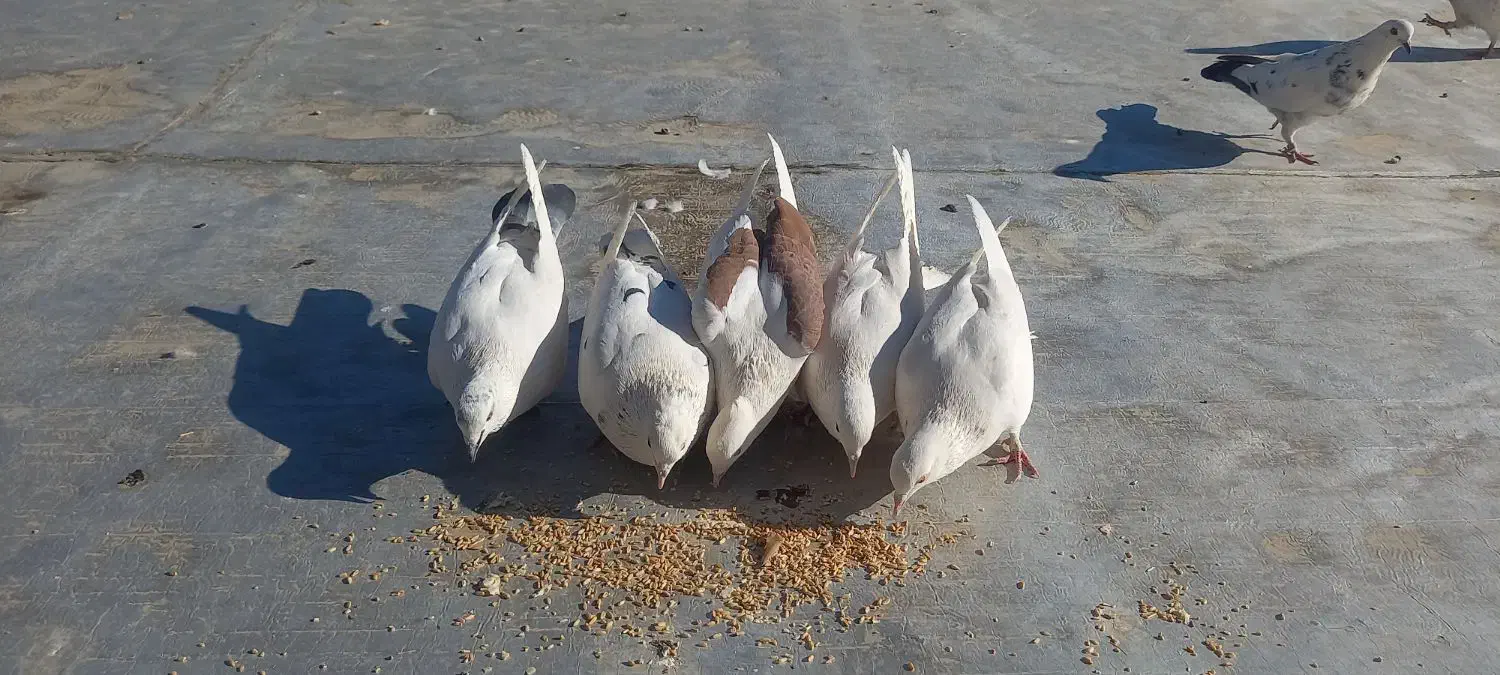 کبوتر معاوضه با عروس هلندی|پرنده|نوبران, |دیوار