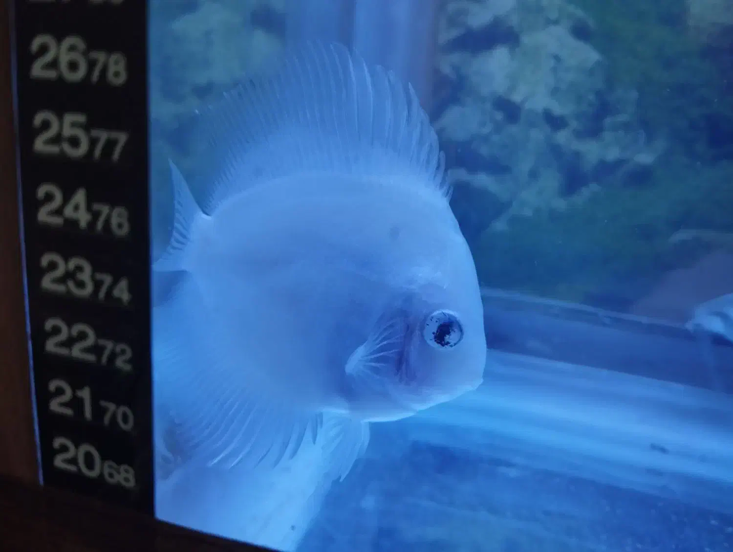 گله ده عددی دیسکس زیبا و سالم|ماهی|شیراز, شهرک بهار|دیوار