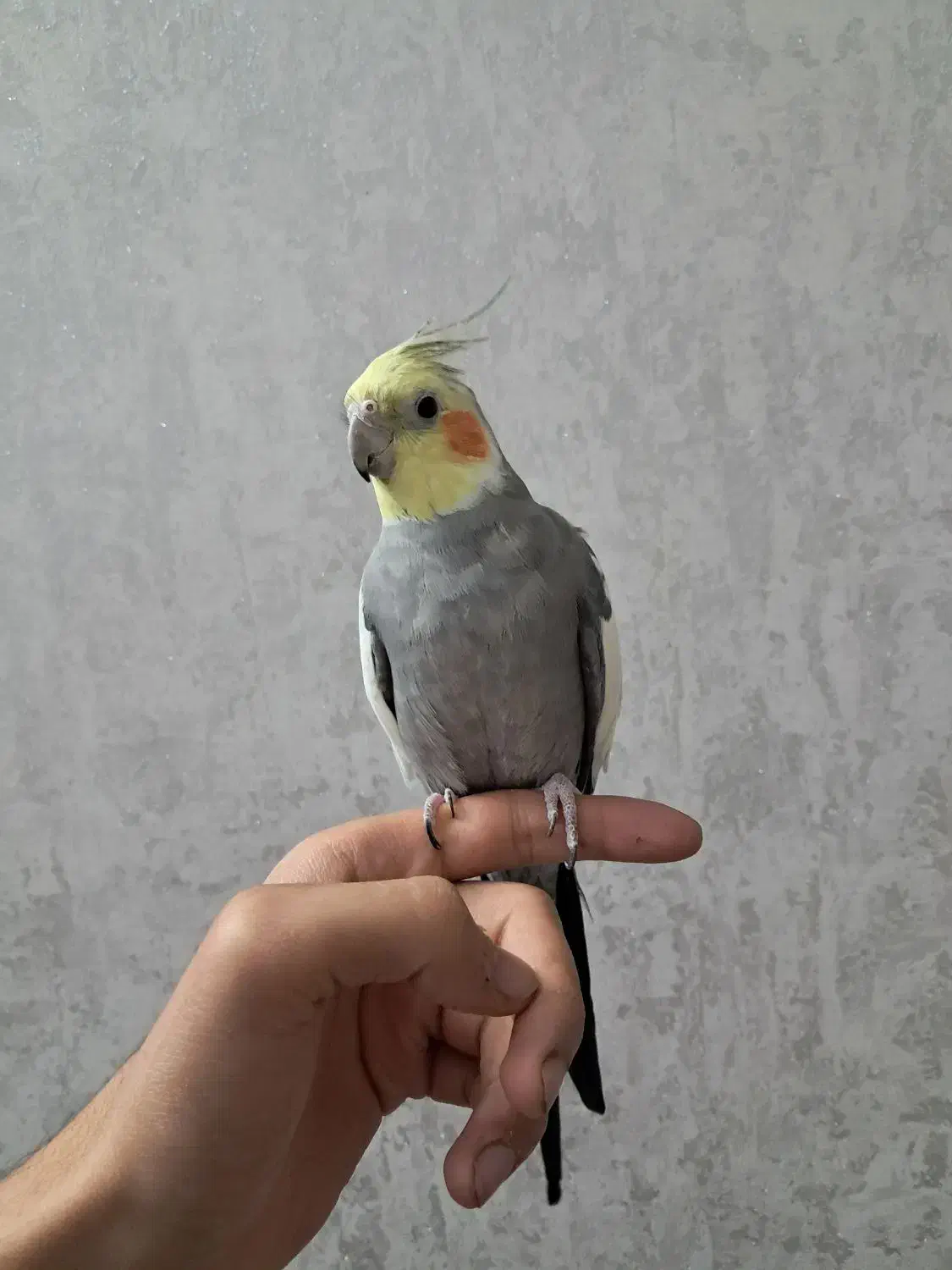 عروس هلندی دستی و سخنگو و آواز خوان و بازیگوش|پرنده|بجنورد, |دیوار