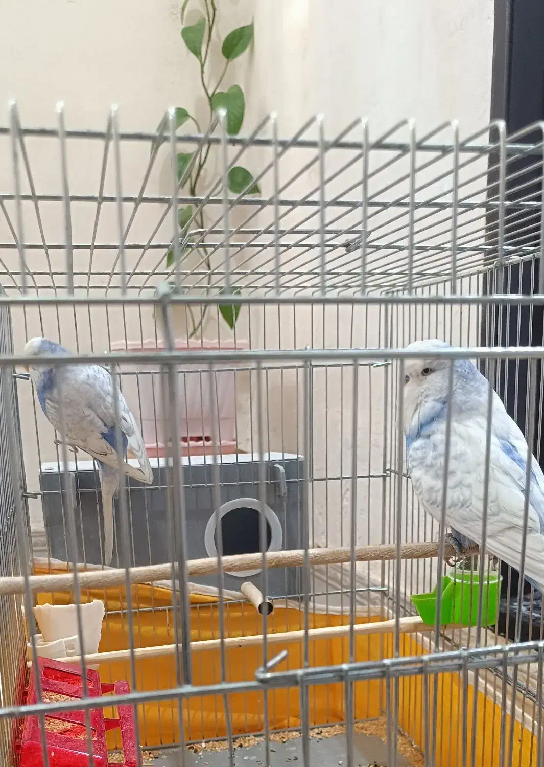 مرغ عشق انگلیسی|پرنده|تکاب, |دیوار