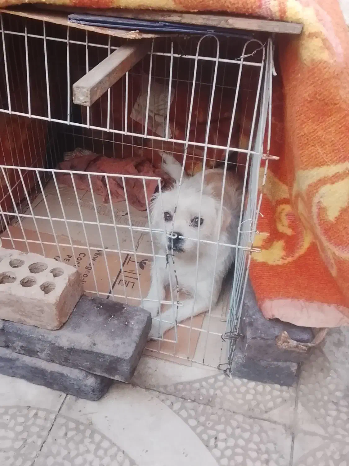 فروشی**|سگ|زرند, |دیوار