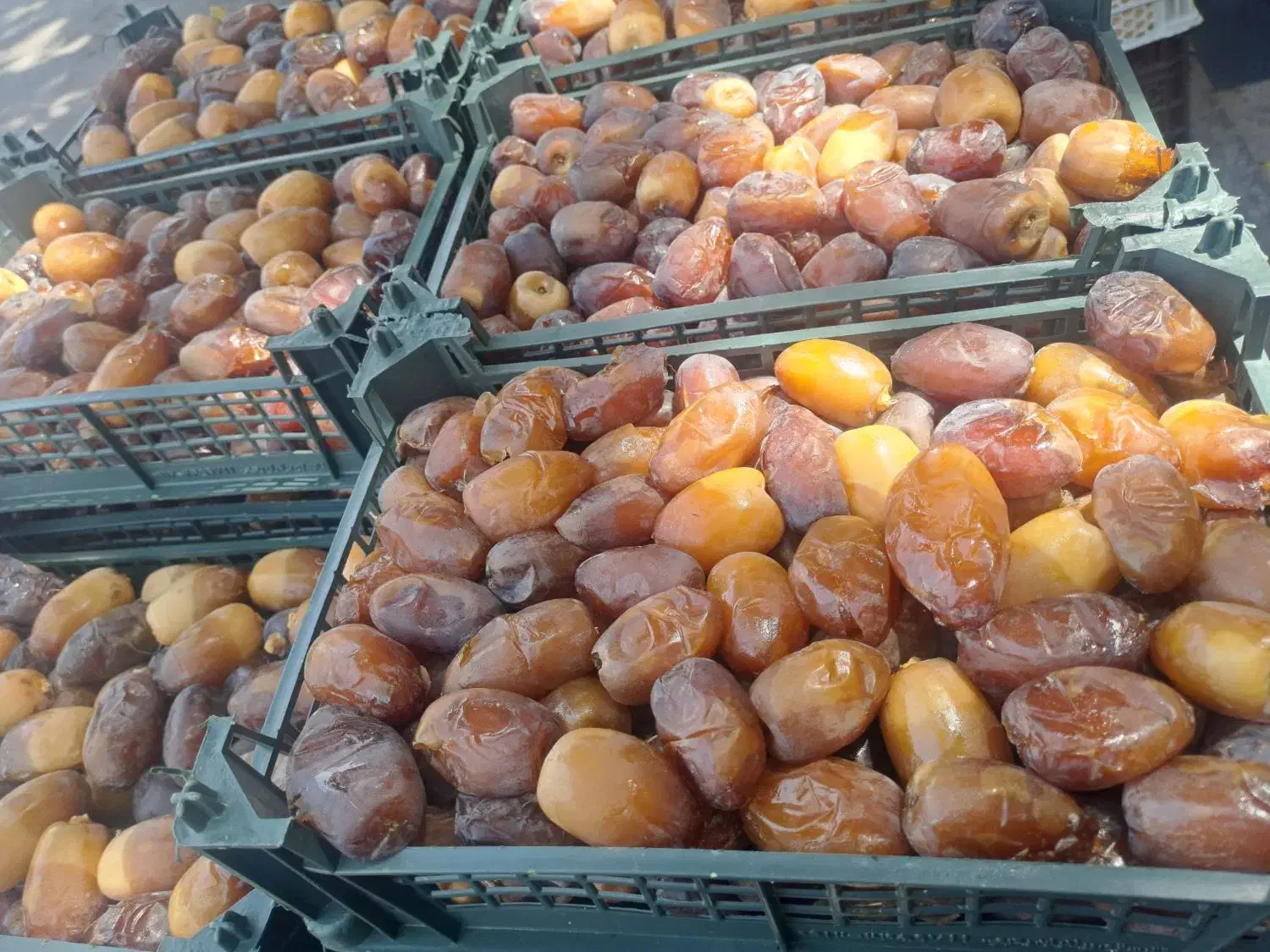 رطب خرما کبکاب تازه خشت سبدی|خوردنی و آشامیدنی|قم, باغ شریفی|دیوار