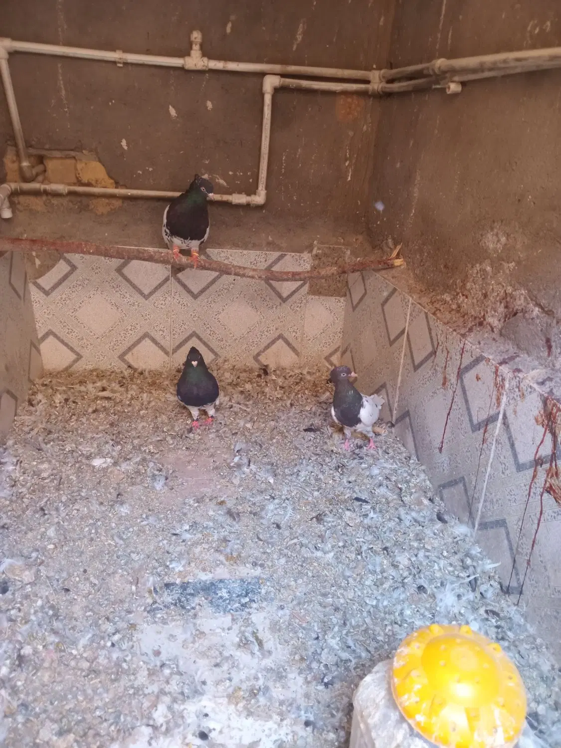 کبوتر|پرنده|جنگل, |دیوار