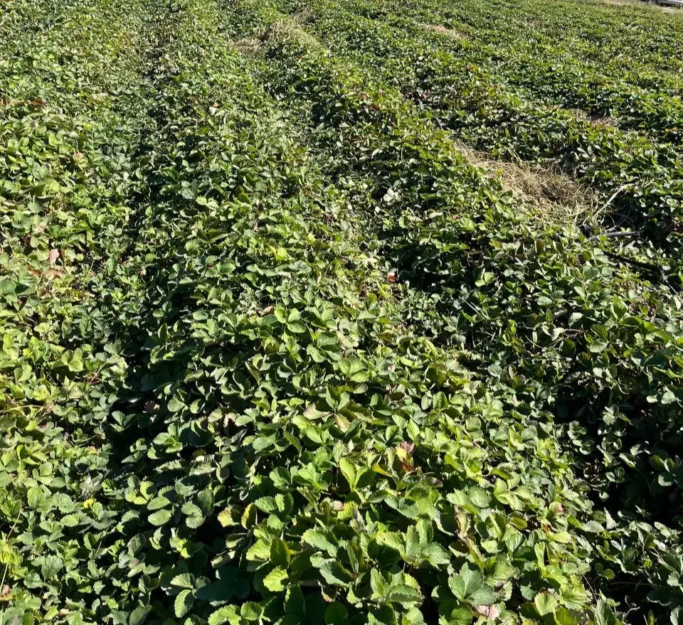 نهال توت فرنگی سابرینا|عمدهفروشی|دلند, |دیوار