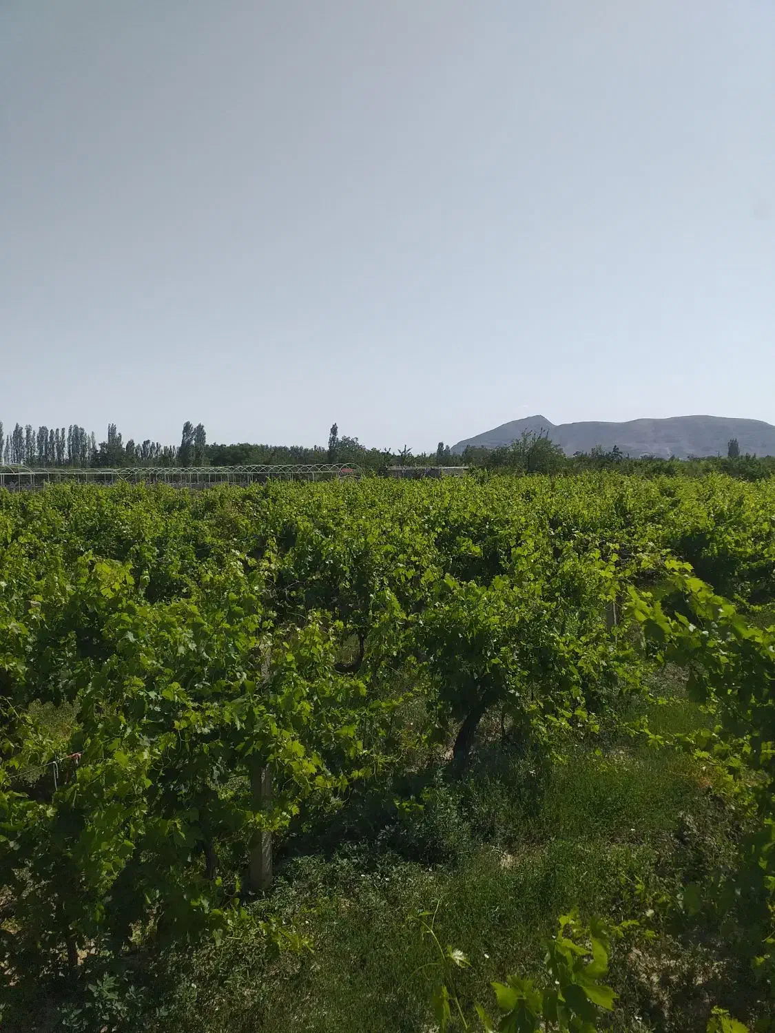 باغ انگور|فروش زمین و ملک کلنگی|نوشین شهر, |دیوار