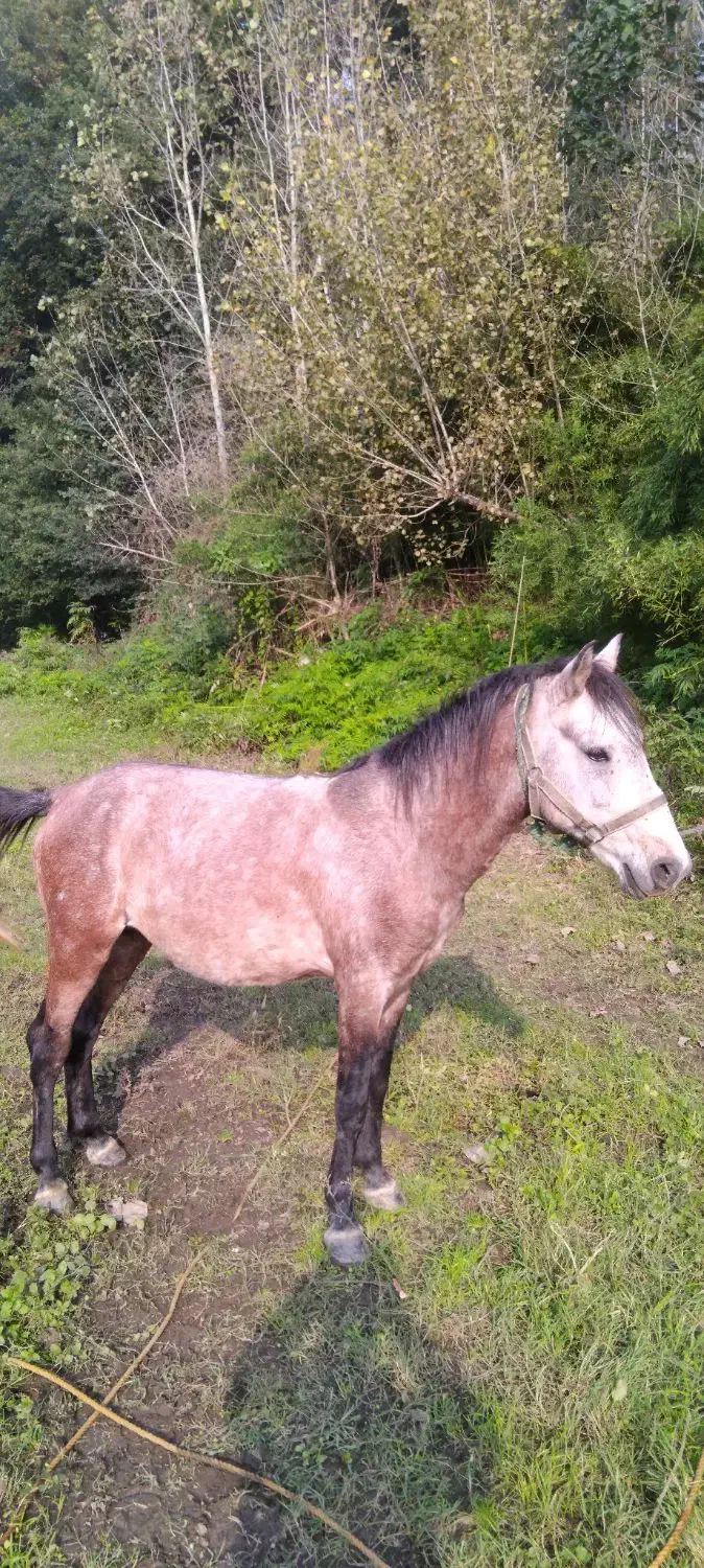 اسب کره ۳سال نیله ابرش|اسب و تجهیزات اسب‌سواری|لنگرود, |دیوار