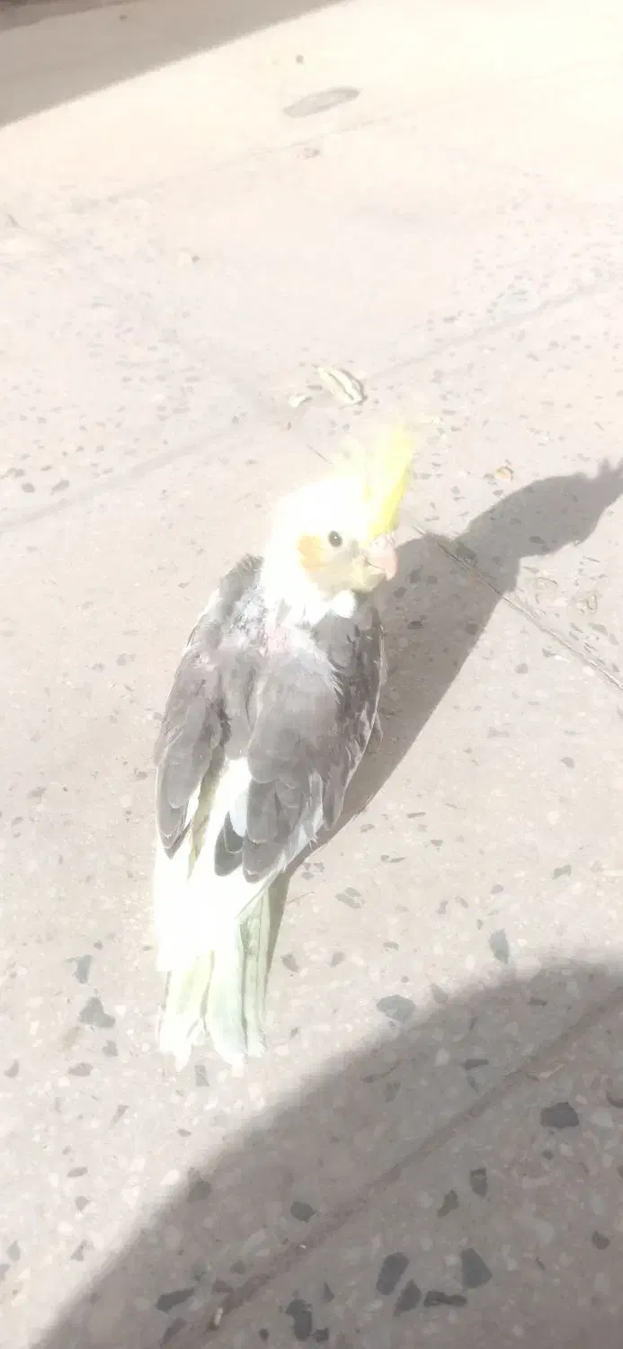 دوعددجوجه عروس هلندی|پرنده|نورآباد, |دیوار