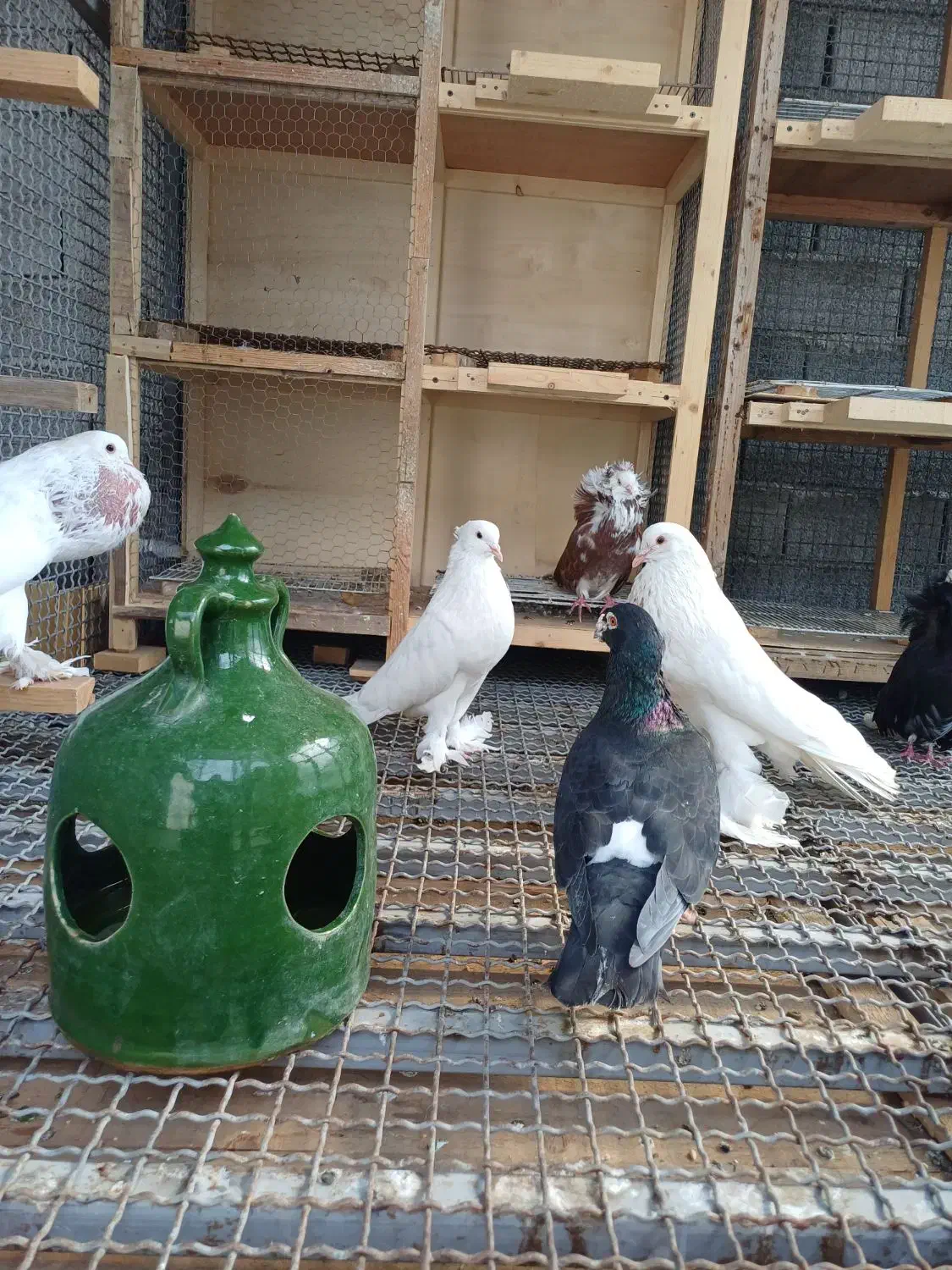 کبوتر شامپیون اصل جفت چهار تومن|پرنده|آمل, |دیوار