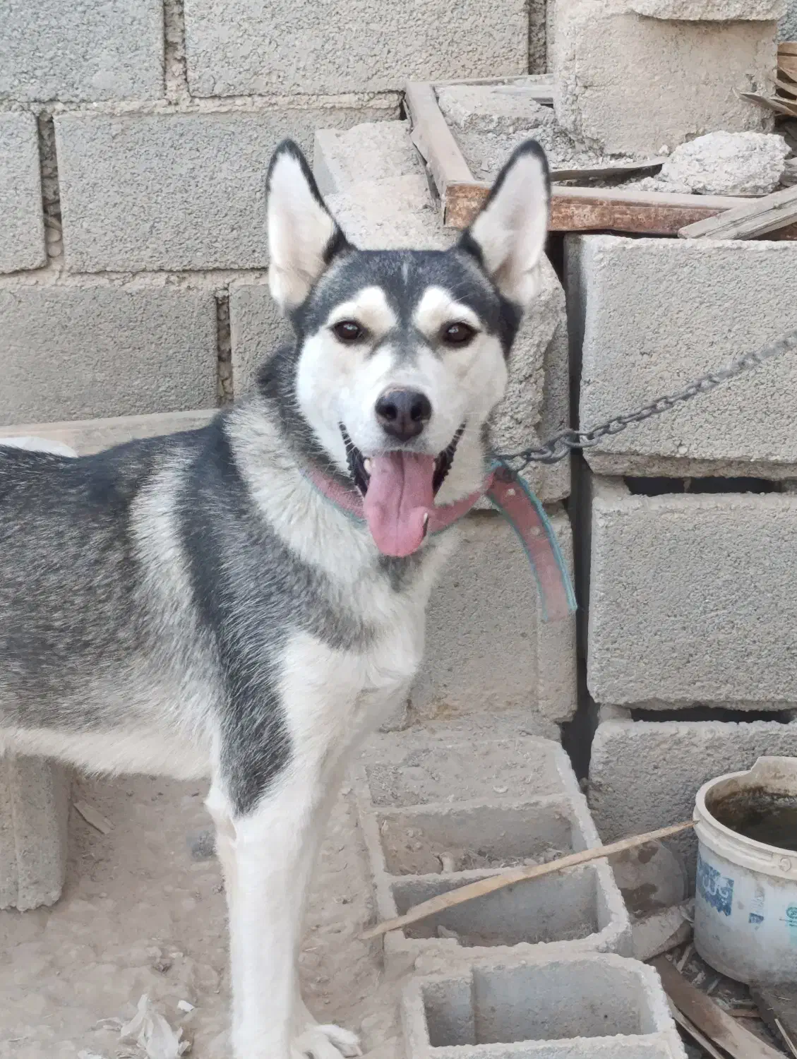 سگ هاسکی|سگ|شیبکوه (فارس), |دیوار